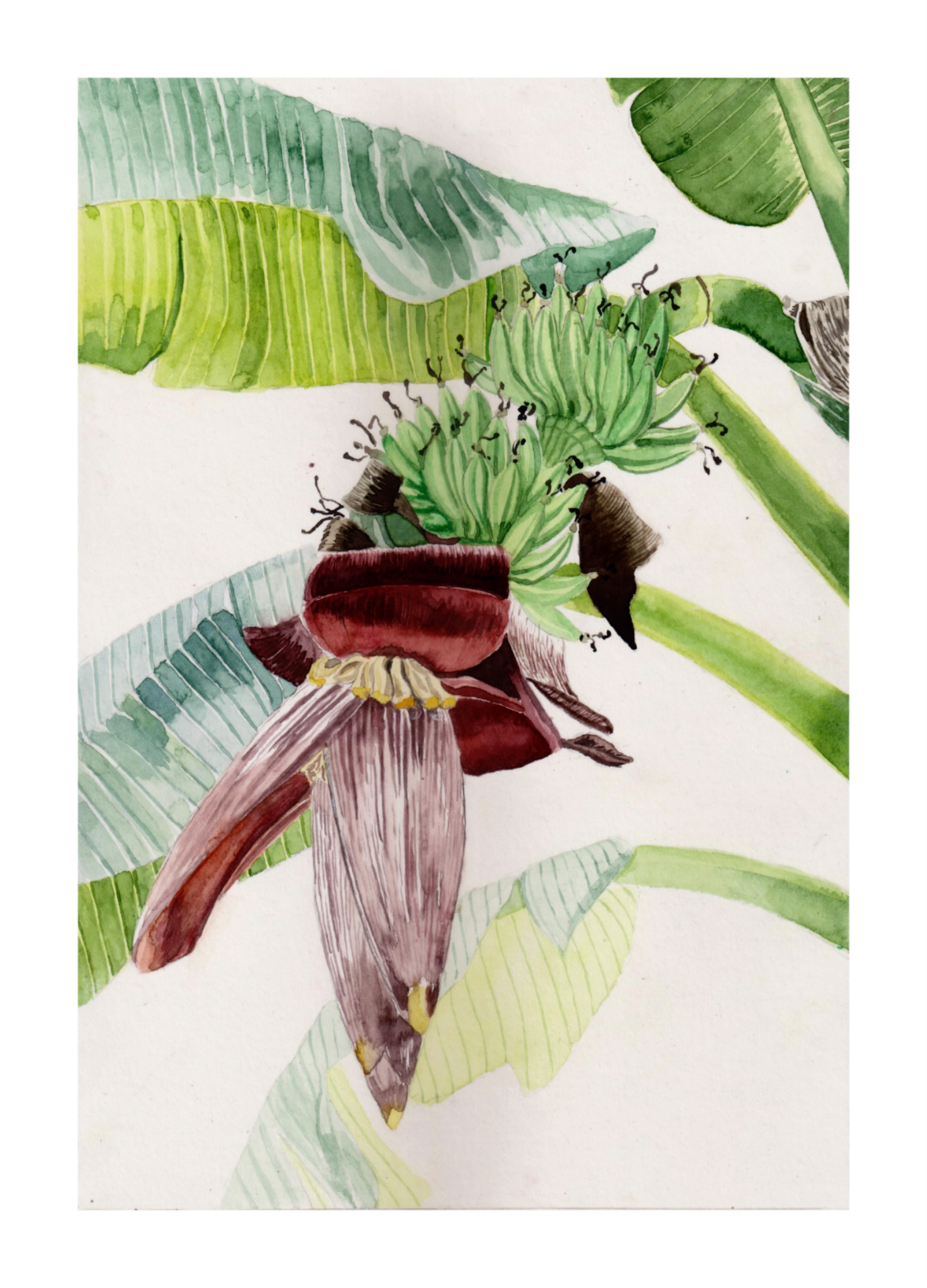 Winter banana blossoms.